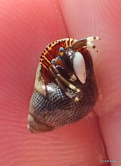 Calcinus laevimanus