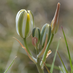 Albuca humilis