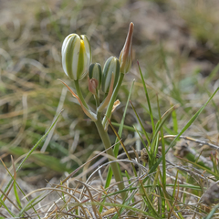 Albuca humilis
