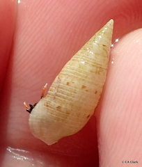 Cerithium nesioticum