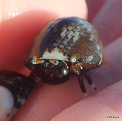 Calcinus laevimanus