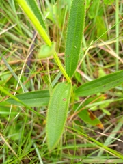 Chaetogastra gracilis