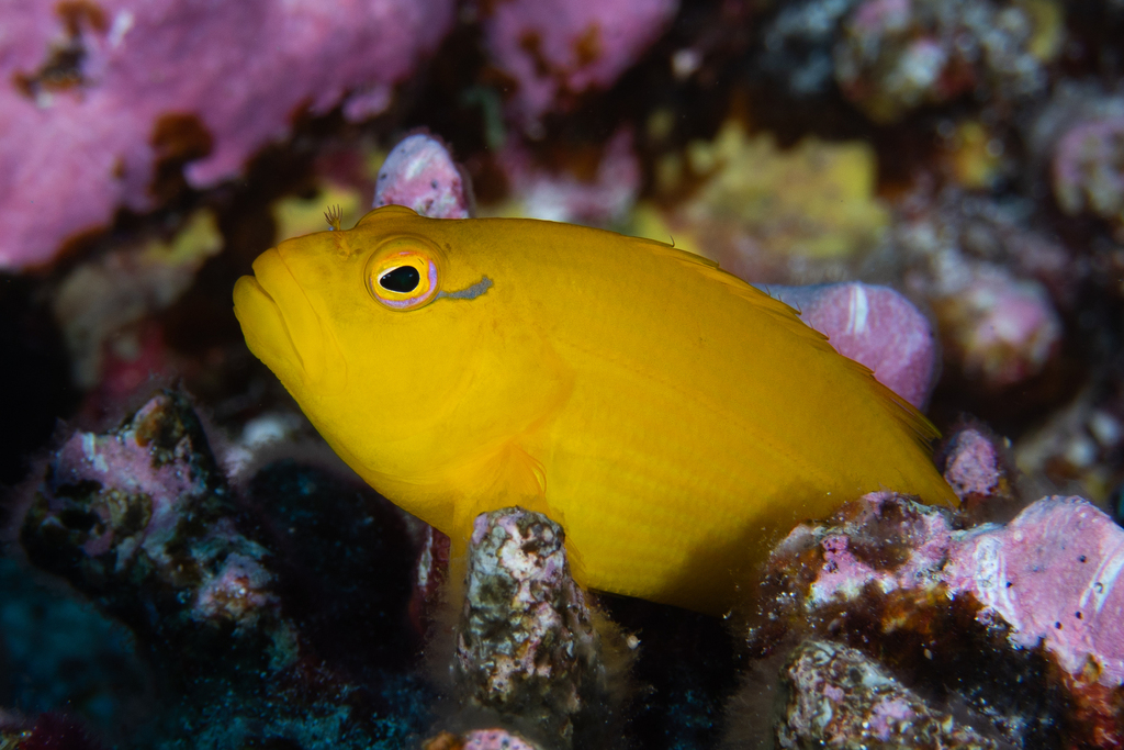 Yellow Hawkfish on June 20, 2023 at 10:11 AM by Kirby Morejohn ...