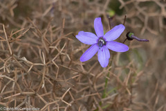 Hemerocallidoideae