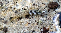 Kelloggella oligolepis