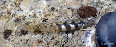 Kelloggella oligolepis