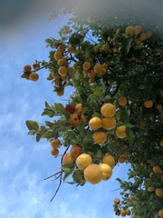 Elaeodendron zeyheri