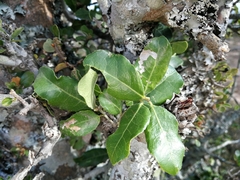 Elaeodendron zeyheri