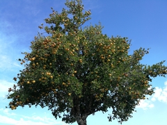 Elaeodendron zeyheri