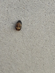 Coccinellidae