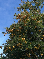 Elaeodendron zeyheri