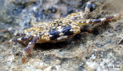 Pachygrapsus plicatus