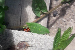 Coccinellidae