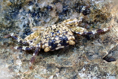Pachygrapsus plicatus