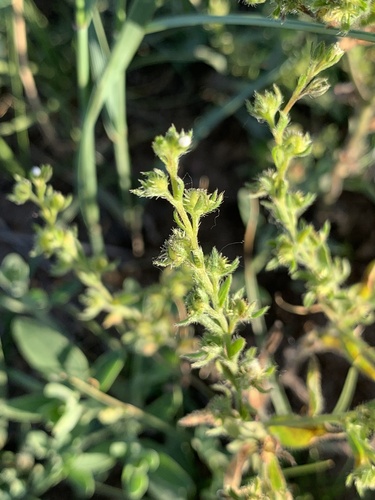 Lappula occidentalis var. occidentalis