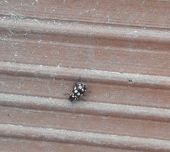 Coccinellidae