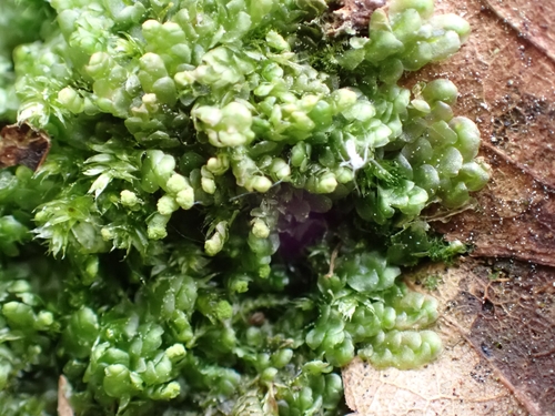 Image of Calypogeia muelleriana by (c) Helen Waterman, some rights reserved (CC BY)