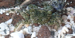 Pachygrapsus plicatus
