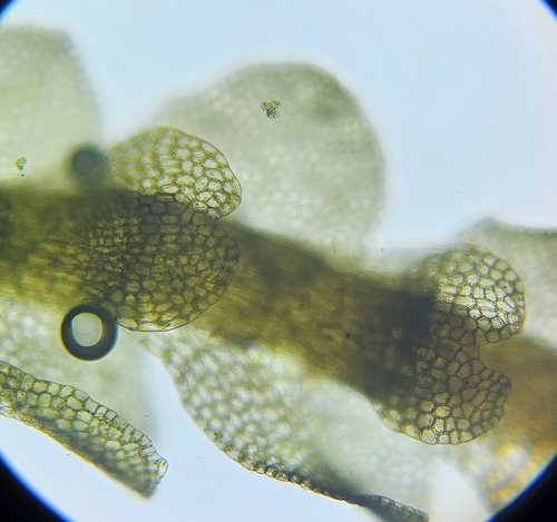 Image of Calypogeia muelleriana by (c) Helen Waterman, some rights reserved (CC BY)