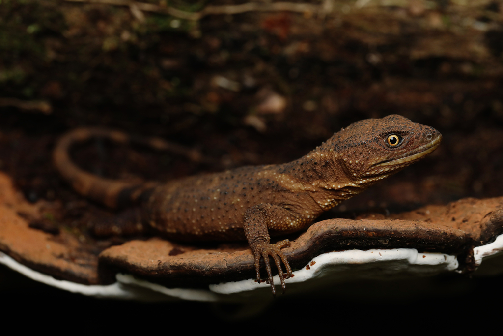 Xenosaurus sanmartinensis