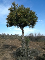 Elaeodendron zeyheri