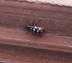 Coccinellidae