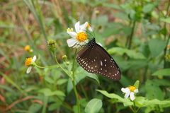 Euploea midamus