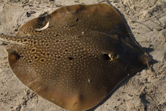 Blackspotted Whipray photo 4