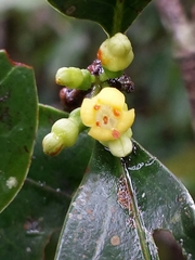 Peponidium