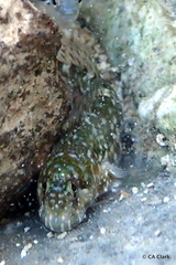 Entomacrodus marmoratus