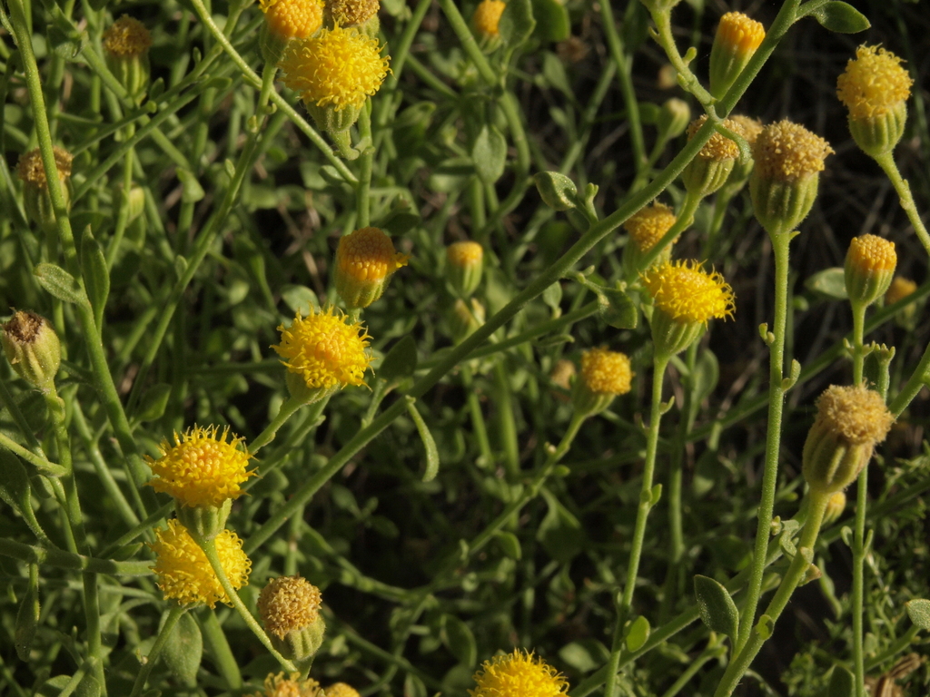 Nevada Rockdaisy