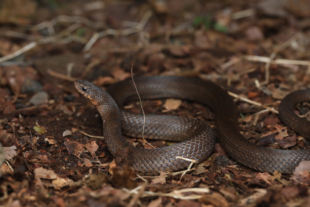 Degenhardt's Scorpion-Eating Snake