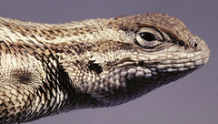 Sagebrush Lizard photo 4