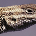 Sagebrush Lizard - Photo (c) Kerry Matz, some rights reserved (CC BY-NC-SA)