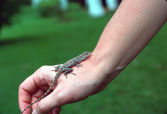 Anolis lineatus