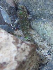 Entomacrodus marmoratus