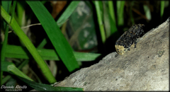 Platyrhinus resinosus
