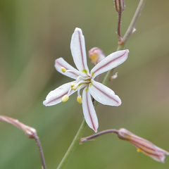 Trachyandra asperata
