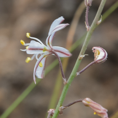 Trachyandra asperata