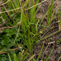 Trachyandra asperata