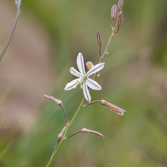 Trachyandra asperata