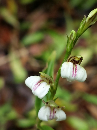 Justicia striata image