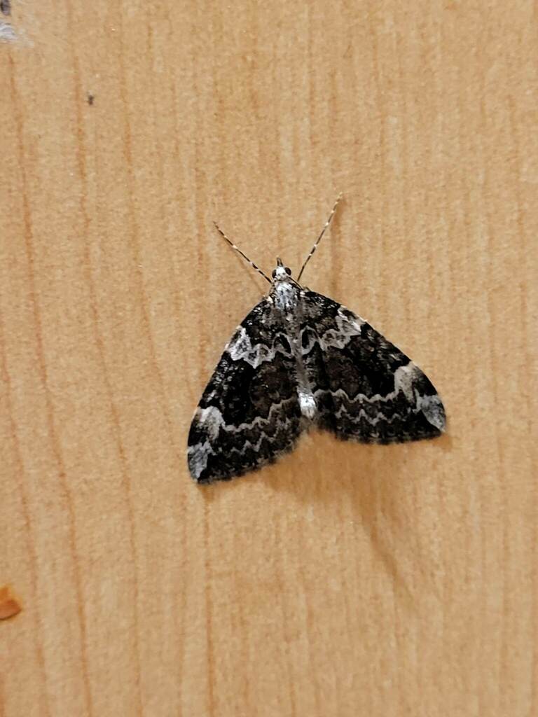 Pennithera lugubris