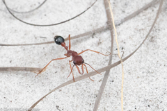 Myrmecia analis