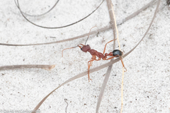 Myrmecia analis