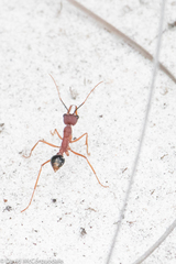 Myrmecia analis