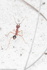 Myrmecia analis
