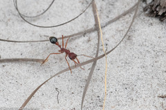 Myrmecia analis