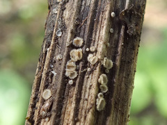 Trichopeziza