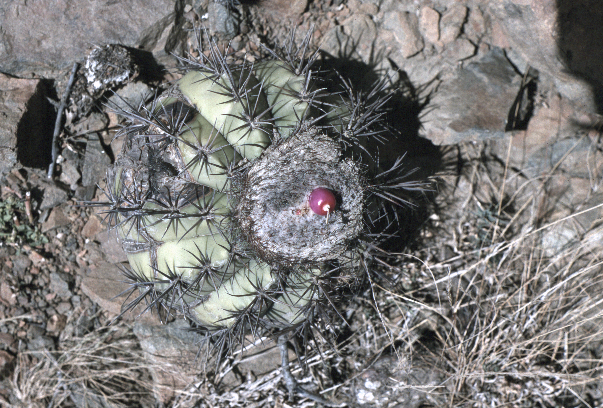 Melocactus curvispinus ssp. koolwijkianus